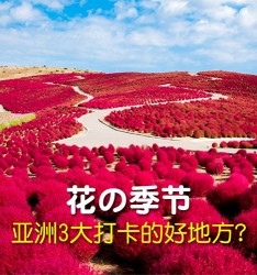 花の季节: 亚洲3大打卡的好地方? ?